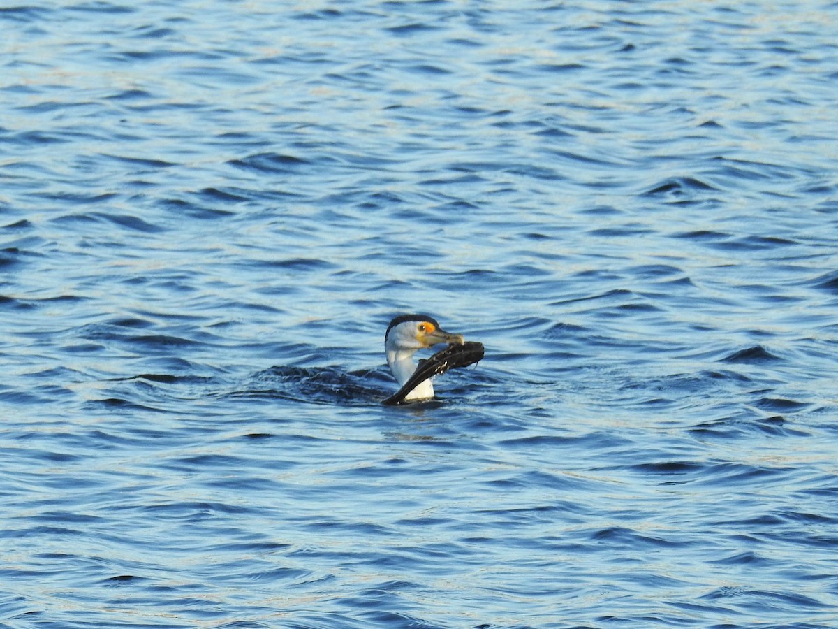 Pied Cormorant - ML184877261