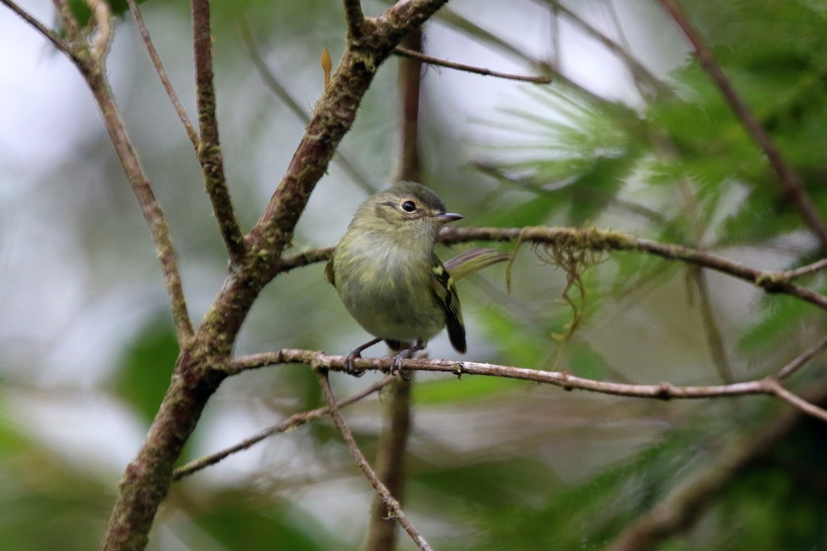 Bahia Tyrannulet - ML184877861