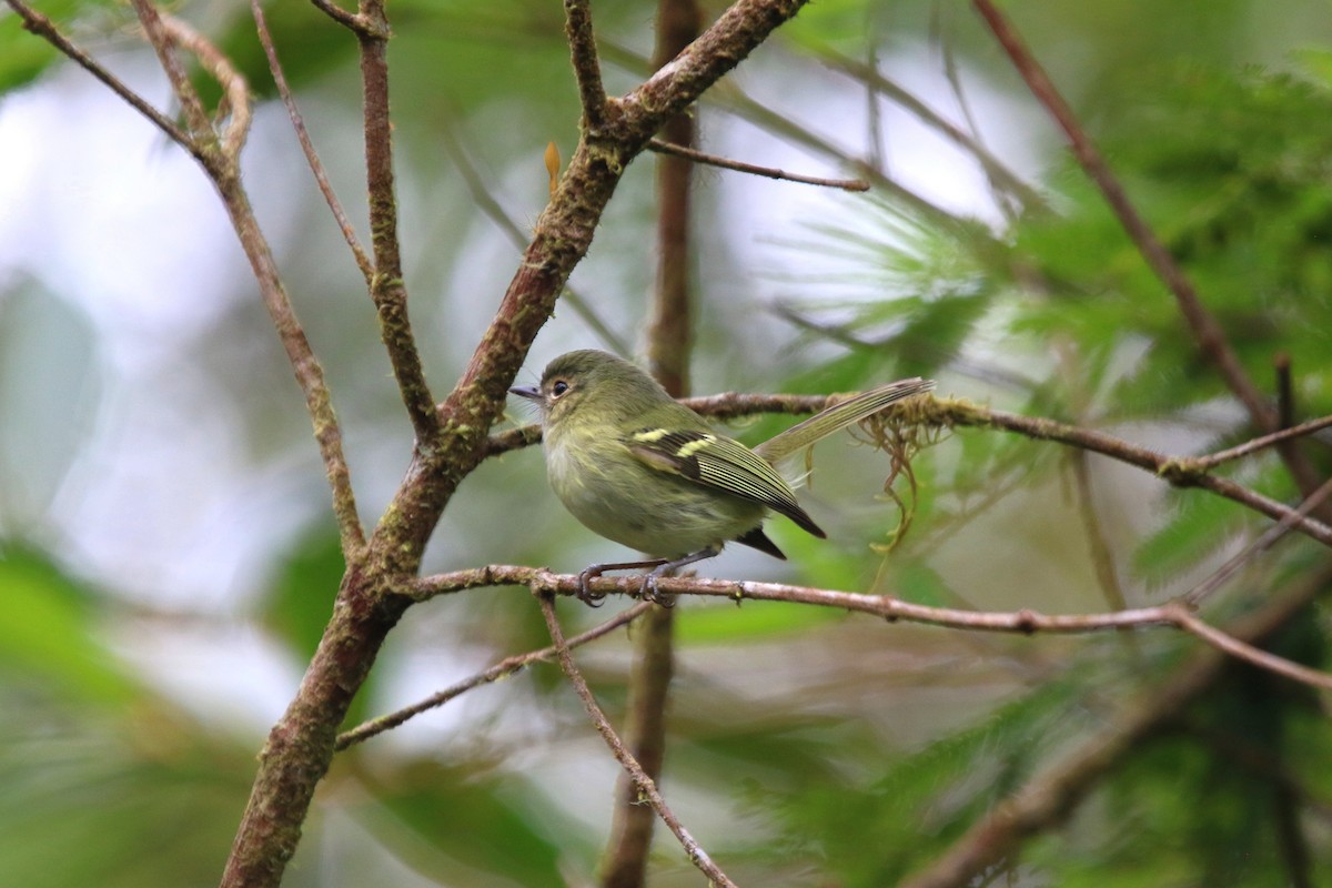 Bahia Tyrannulet - ML184877881