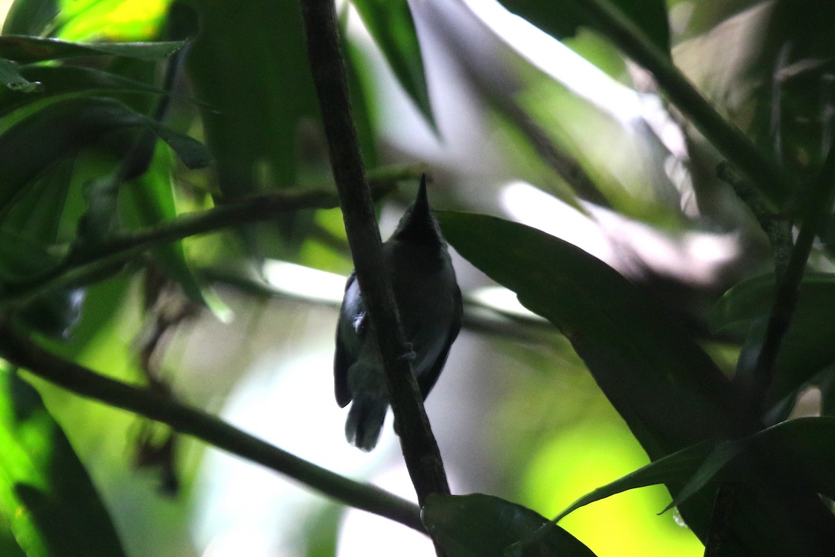 Band-tailed Antwren - Ian Thompson