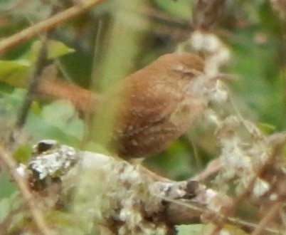 Winter Wren - ML184880011