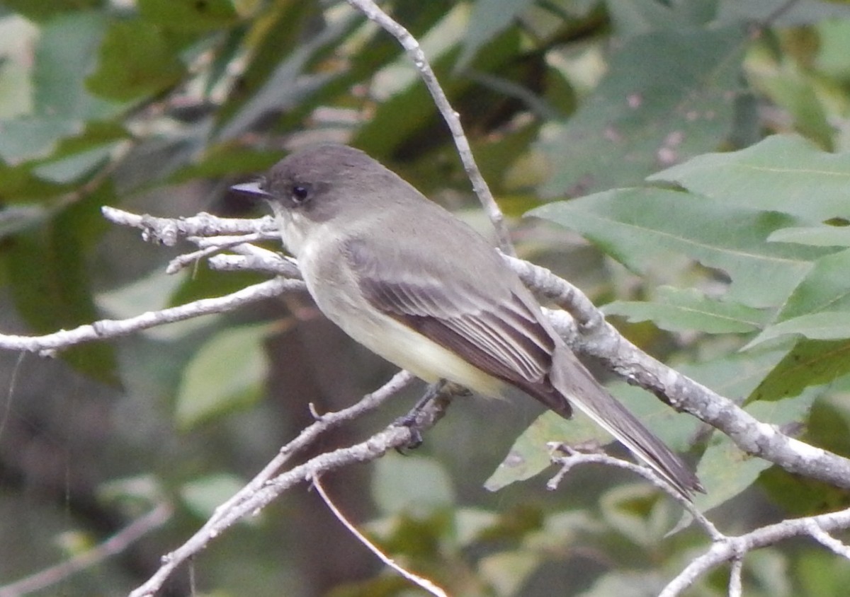 Eastern Phoebe - ML184880081