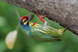 ムネアカゴシキドリ - eBird