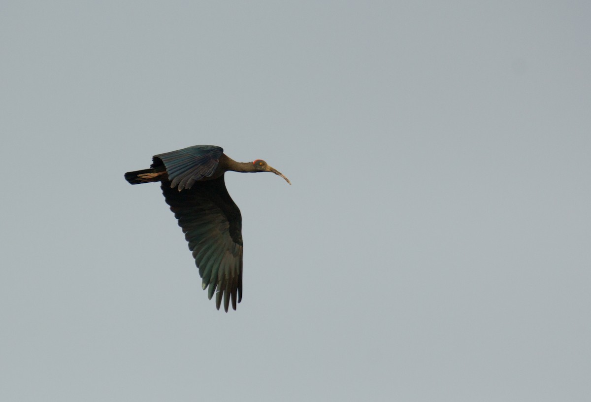 Red-naped Ibis - ML184880401