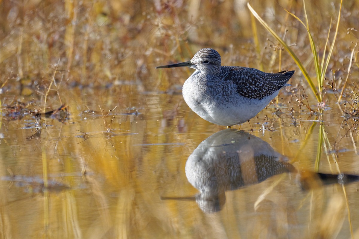 Greater Yellowlegs - Etienne Artigau🦩