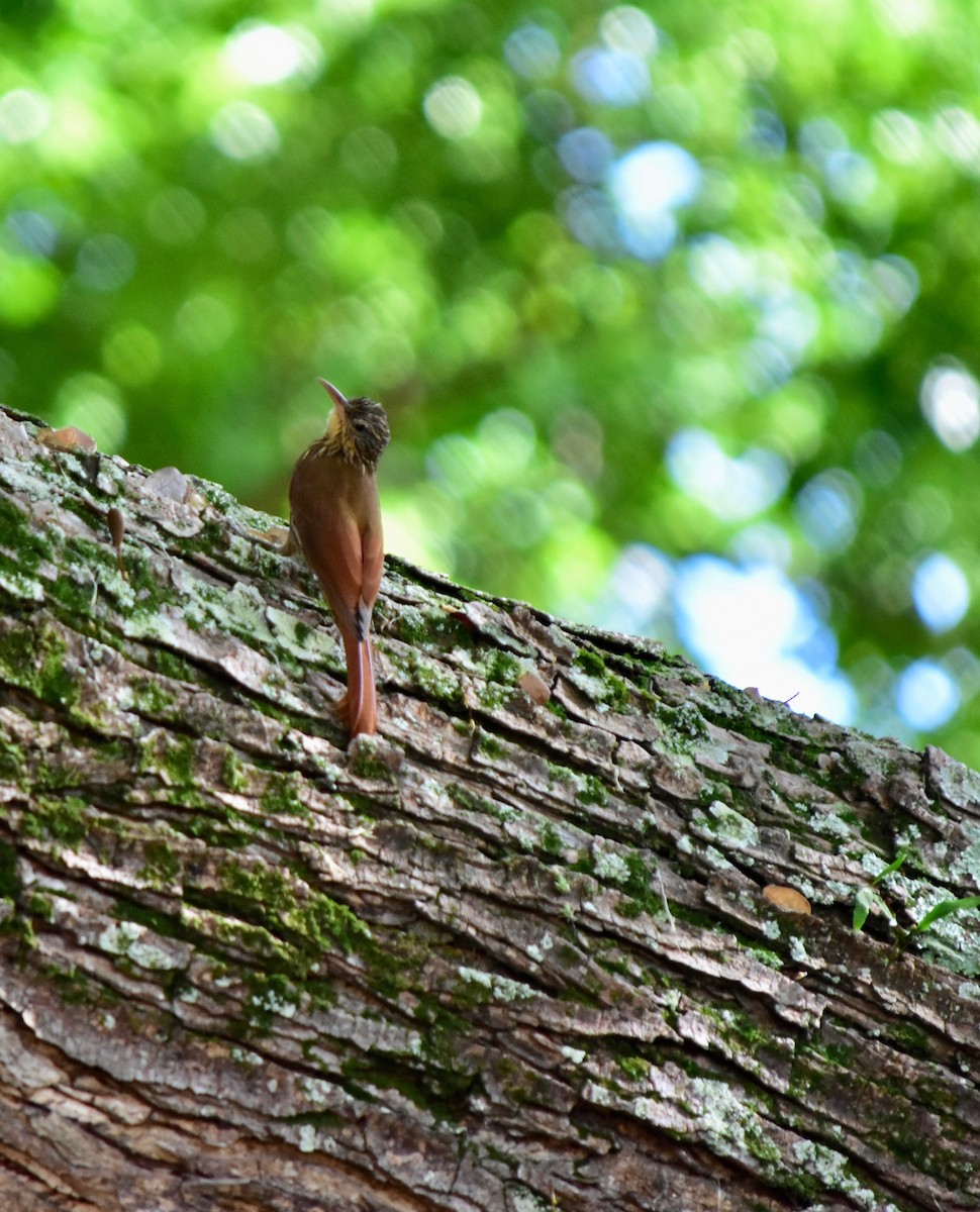 Streak-headed Woodcreeper - ML184882061