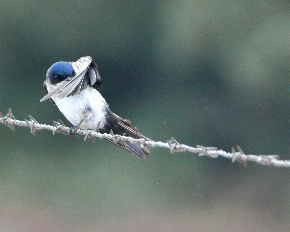 Blue-and-white Swallow - ML184882521