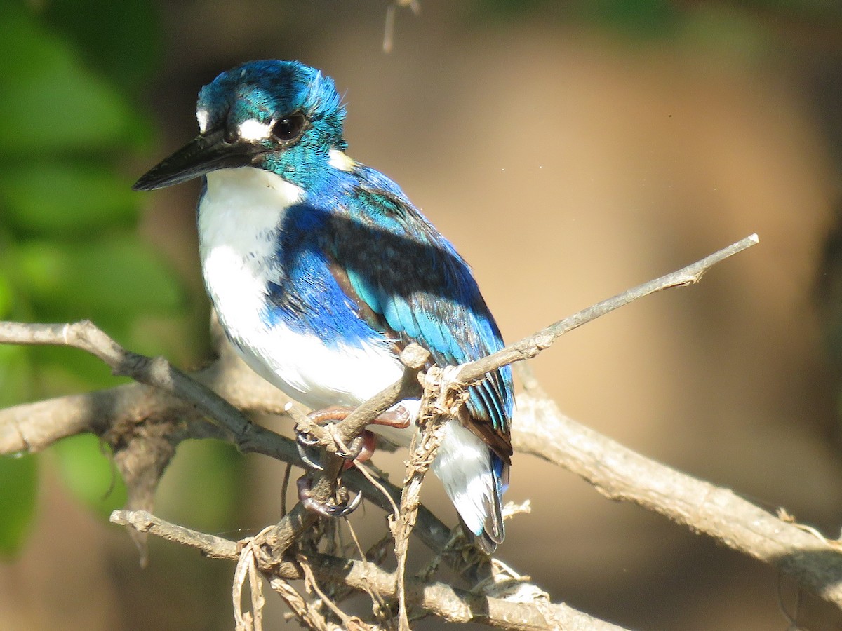 Little Kingfisher - Doug Hendricks