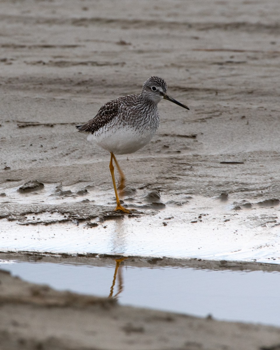 Greater Yellowlegs - Francois Dubois