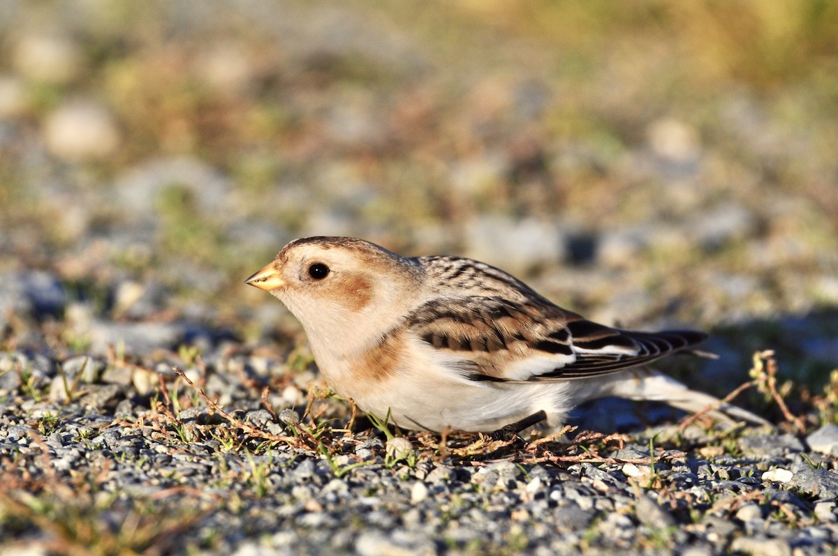 Snow Bunting - Tashi Schorr