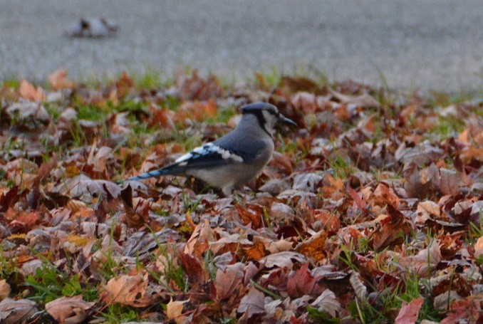 Blue Jay - ML184883121