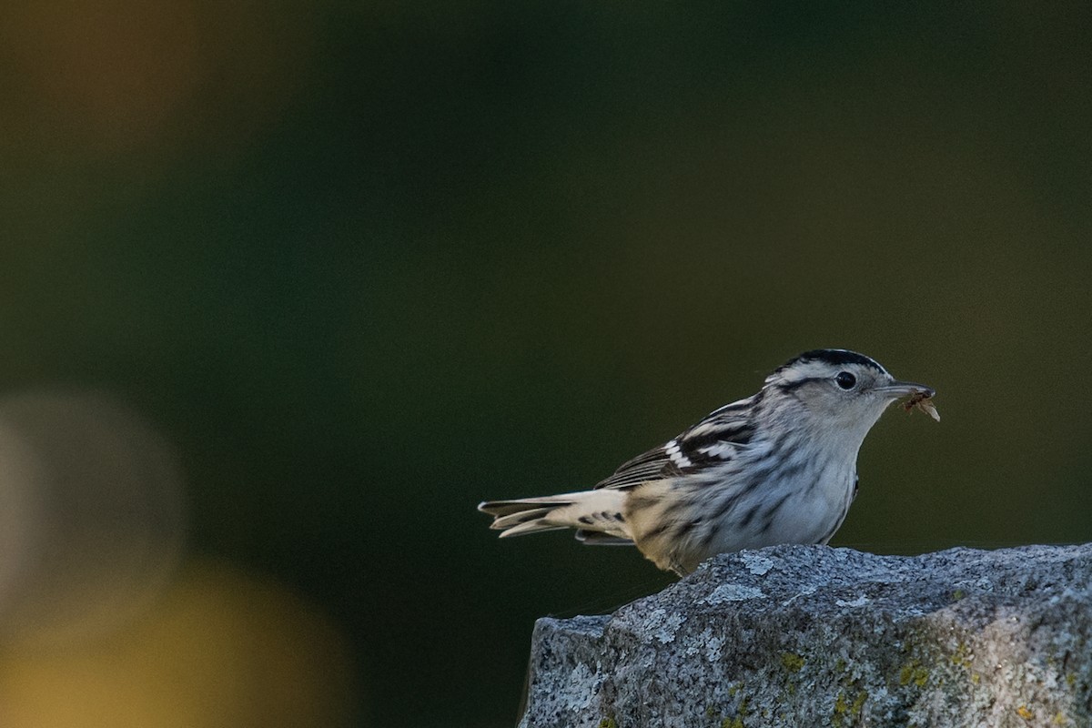 Black-and-white Warbler - ML184886331