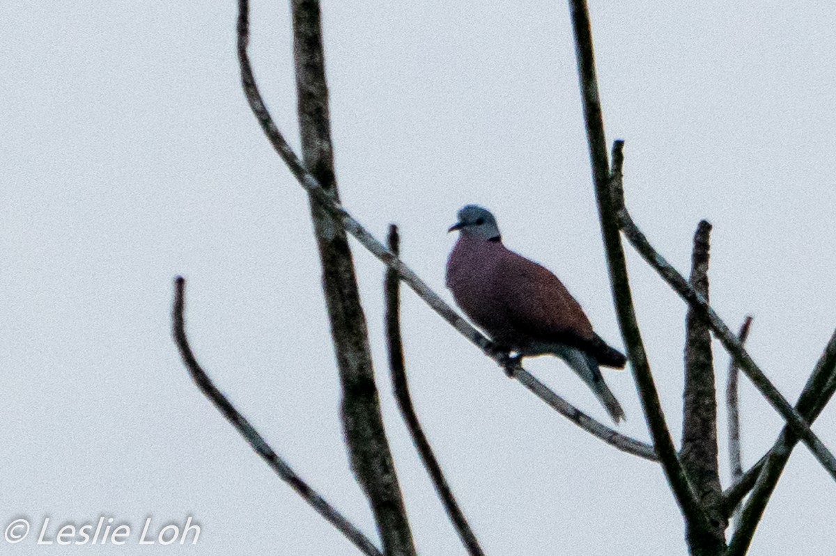 Red Collared-Dove - ML184886491