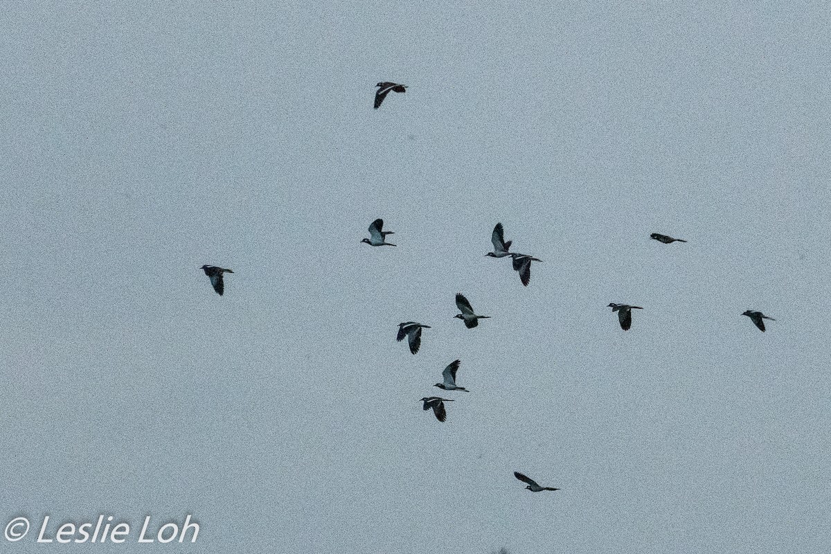 Red-wattled Lapwing - ML184886501