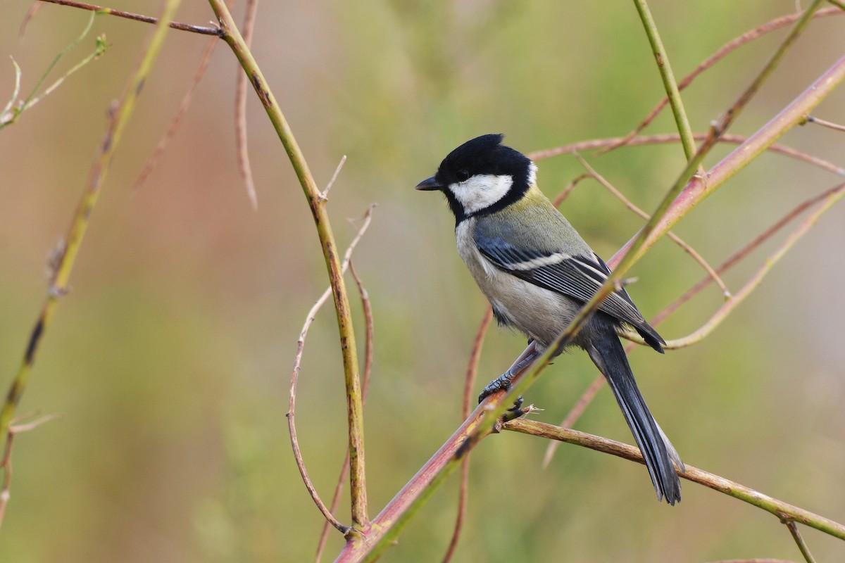 Japanese Tit - ML184887981