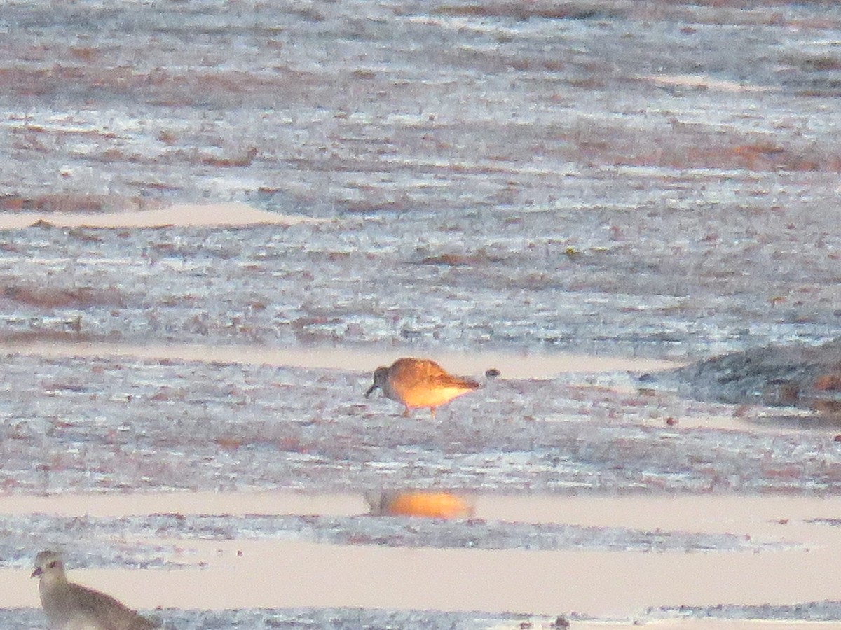 Red Knot - ML184888281