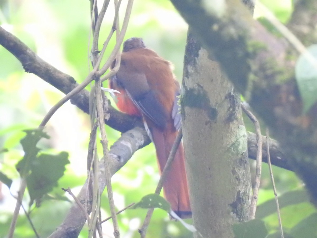 Trogon à tête rouge - ML184889151