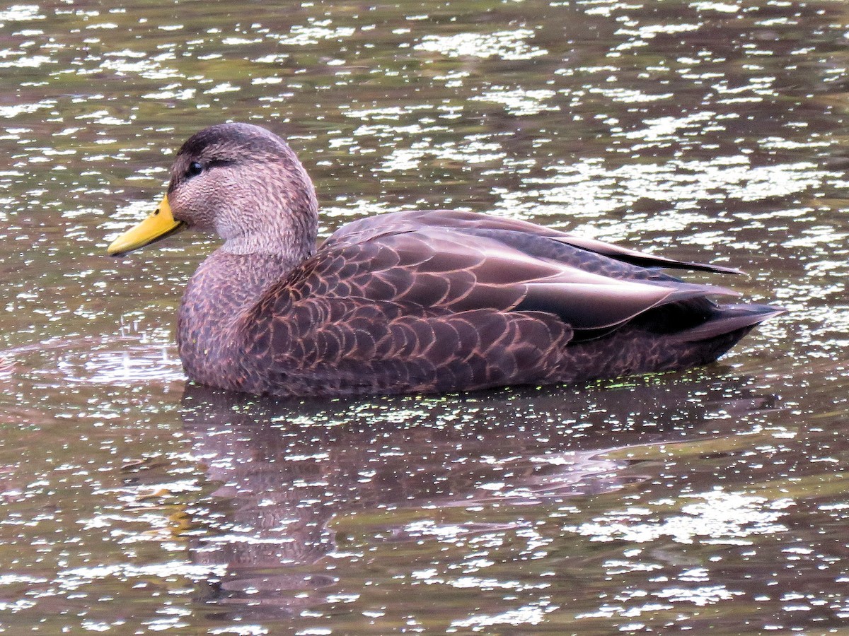 American Black Duck - ML184889511