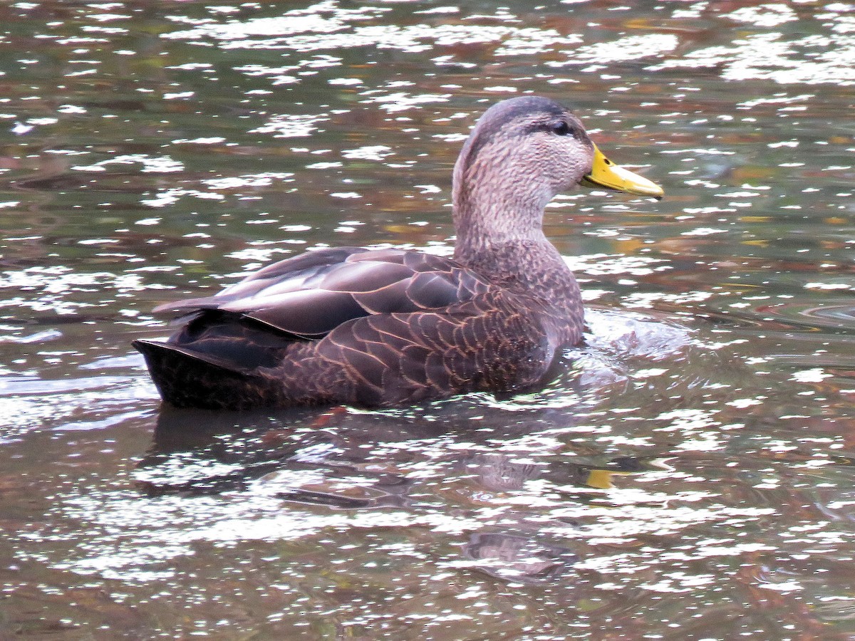 American Black Duck - ML184889521