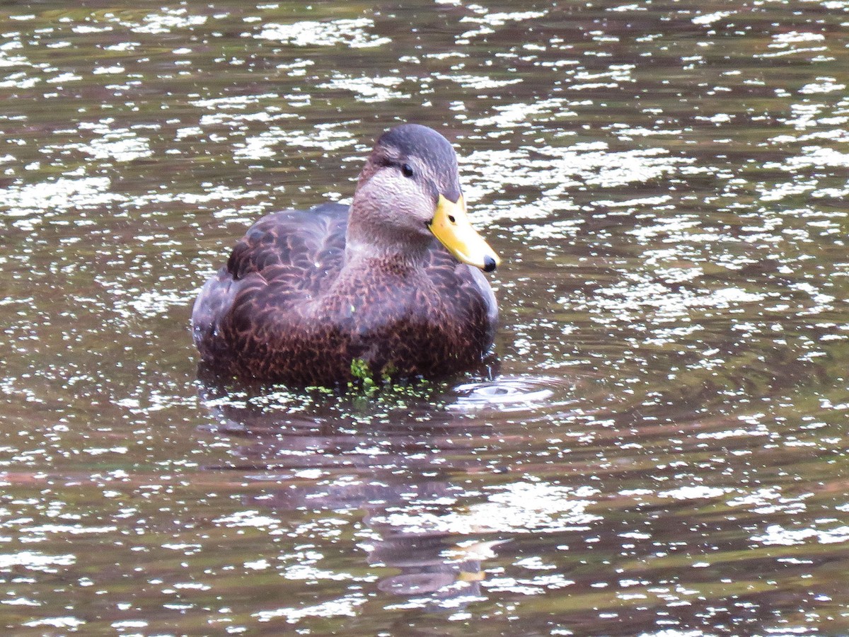 American Black Duck - ML184889531