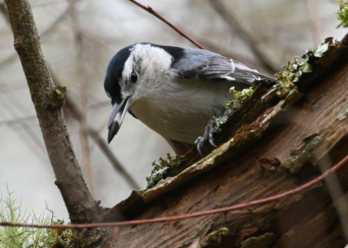 White-breasted Nuthatch - ML184890131
