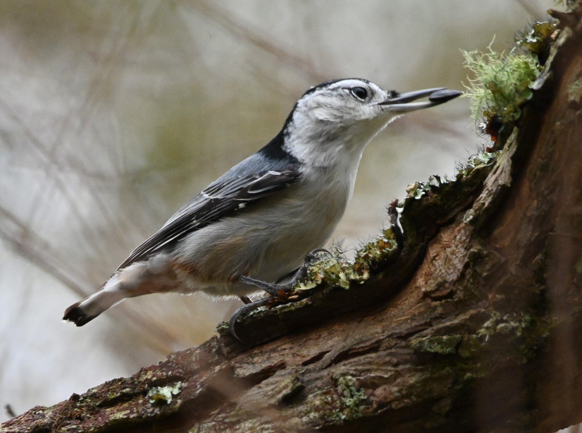 White-breasted Nuthatch - ML184890141