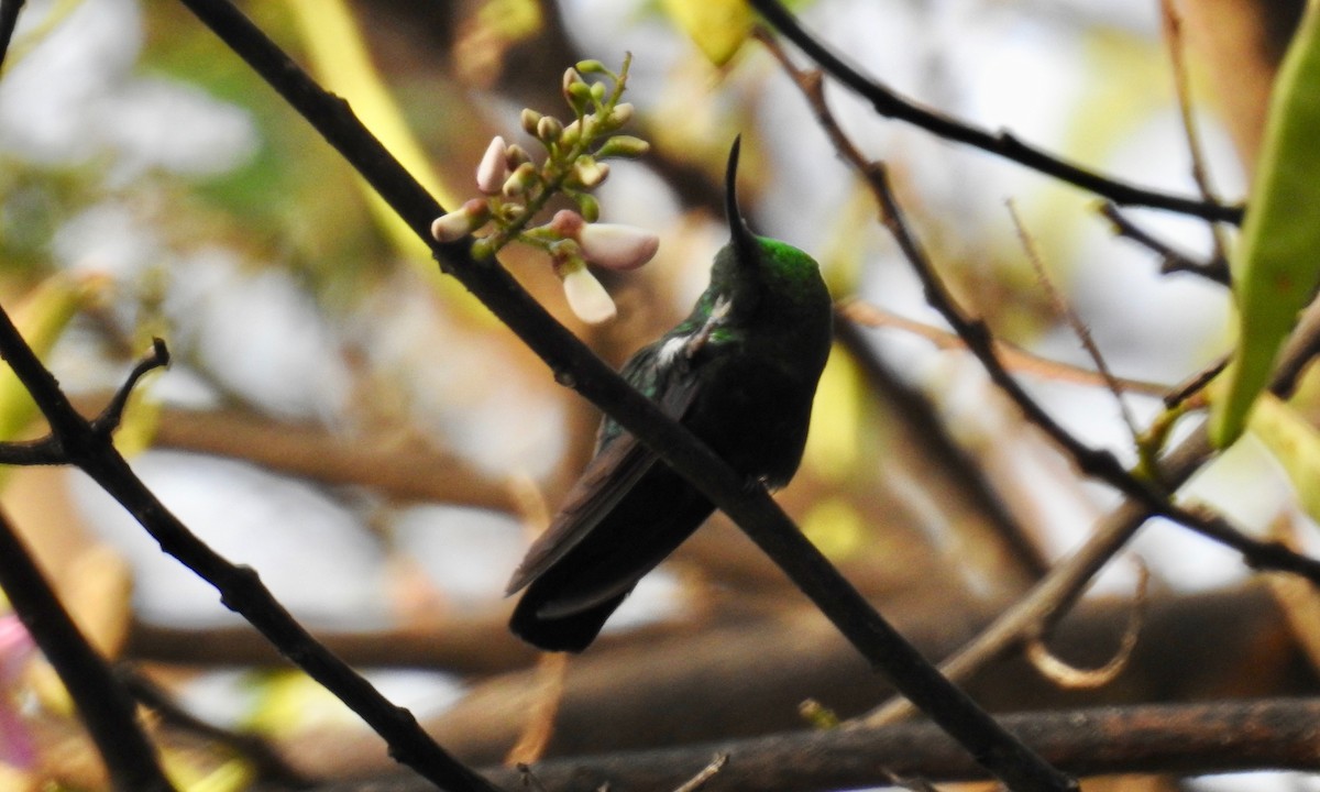 Зеленогрудый колибри - ML184891161