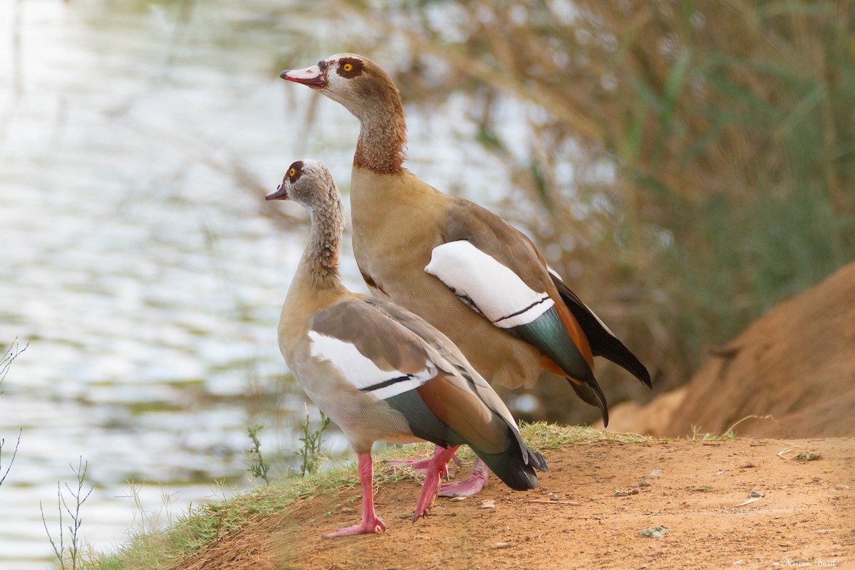 Egyptian Goose - Miriam Baril