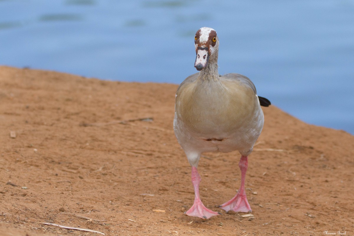 Egyptian Goose - ML184892811