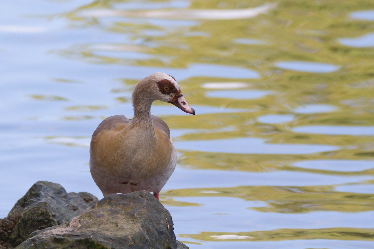 Egyptian Goose - Miriam Baril