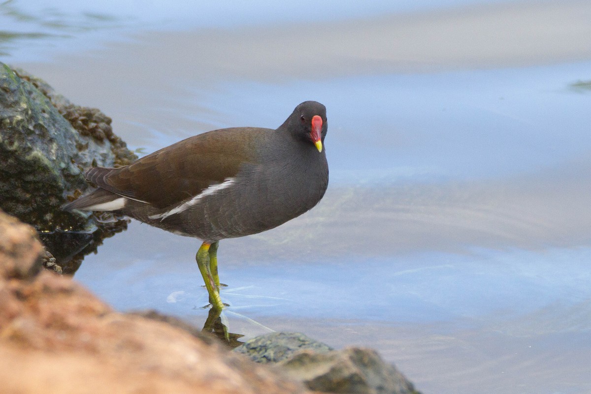 Eurasian Moorhen - ML184893031