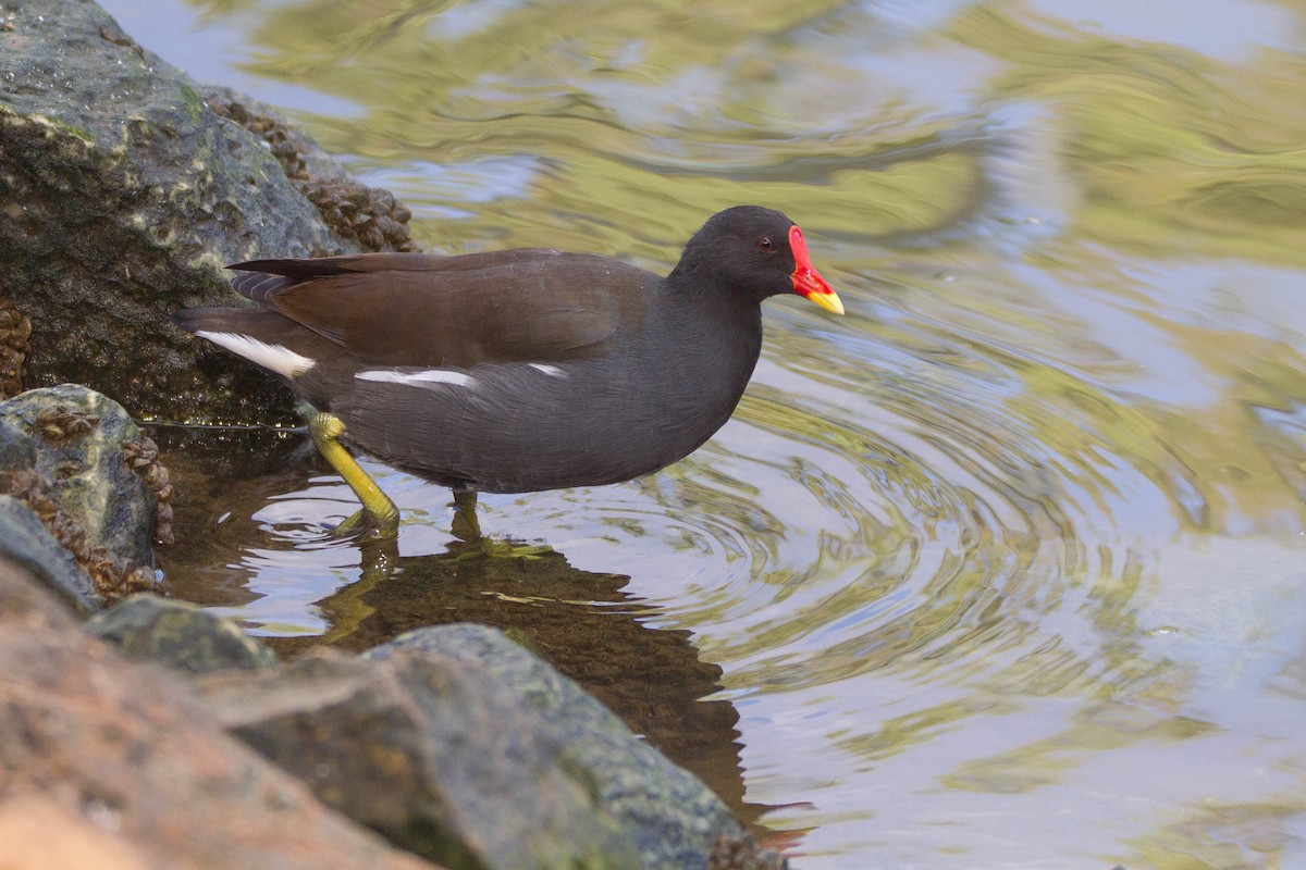 Eurasian Moorhen - ML184893051