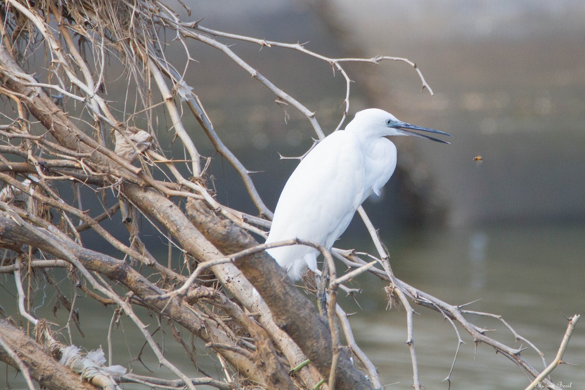 Little Egret - Miriam Baril