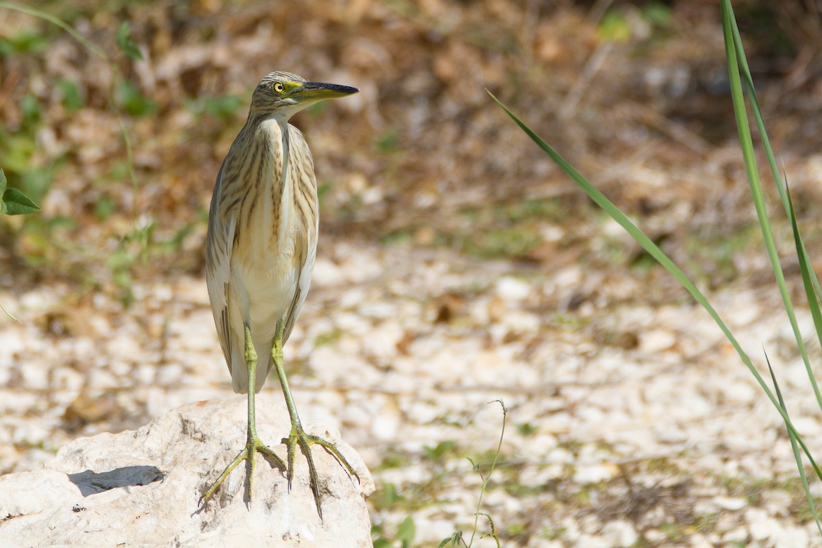 Squacco Heron - ML184894171