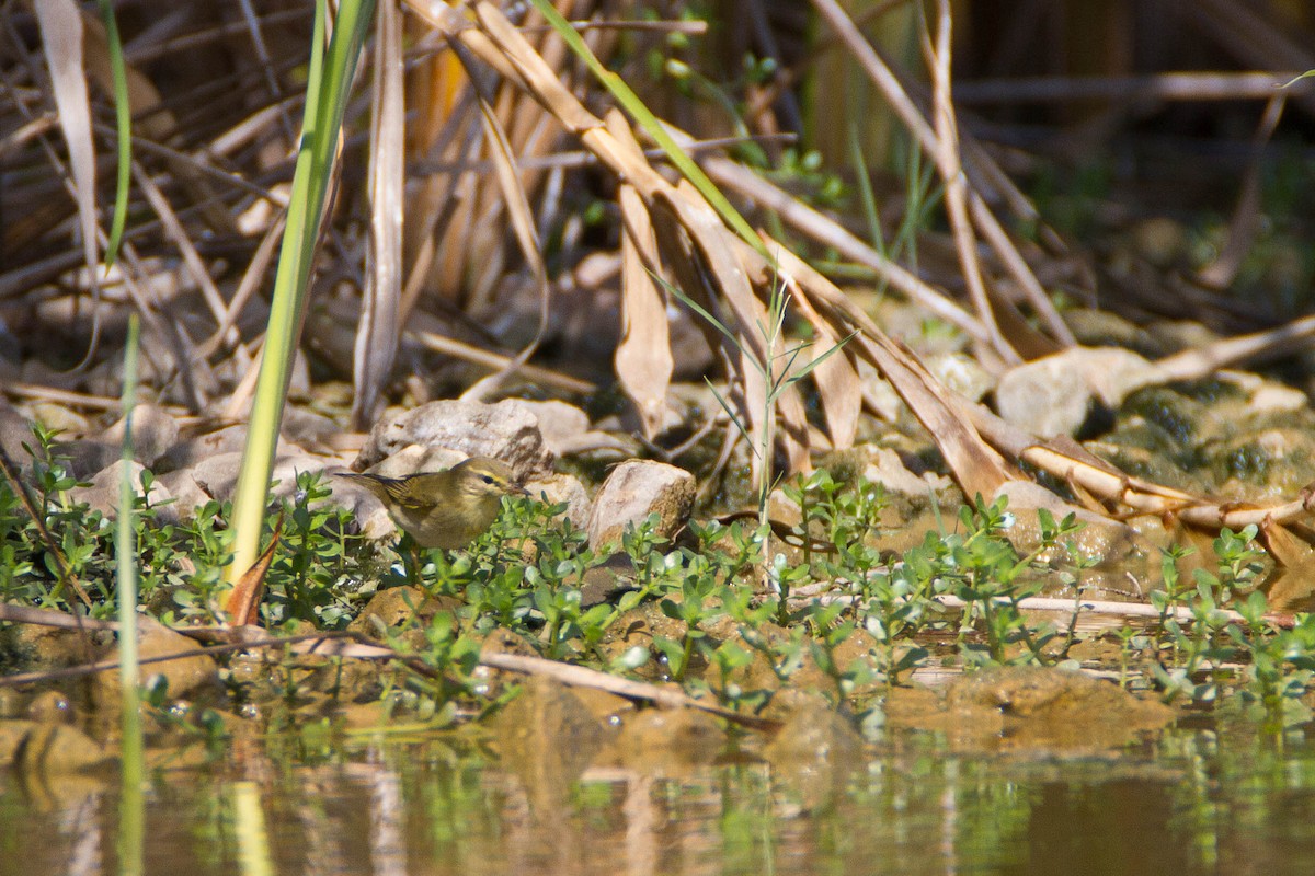 Willow Warbler - ML184894281