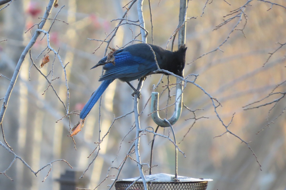 Steller's Jay - ML184894301