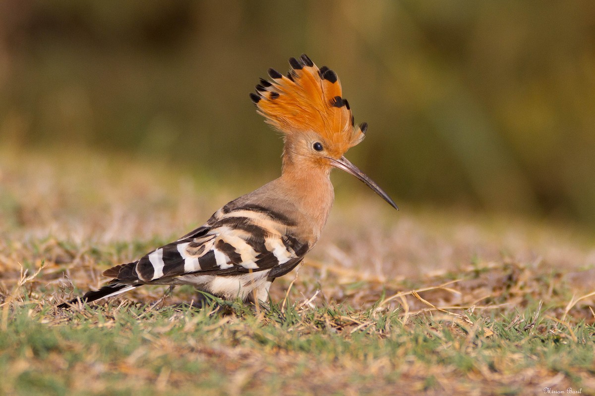 Eurasian Hoopoe - Miriam Baril