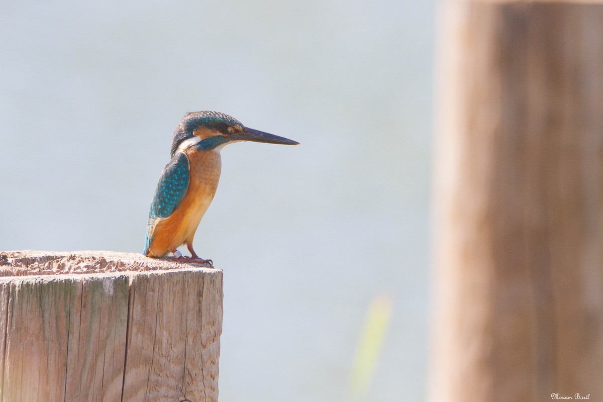 Common Kingfisher - ML184894401