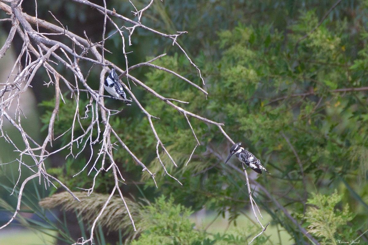 Pied Kingfisher - ML184894881