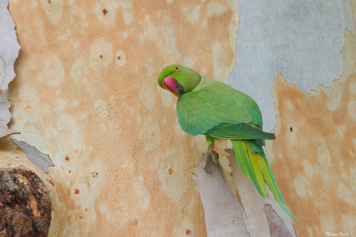 Rose-ringed Parakeet - Miriam Baril