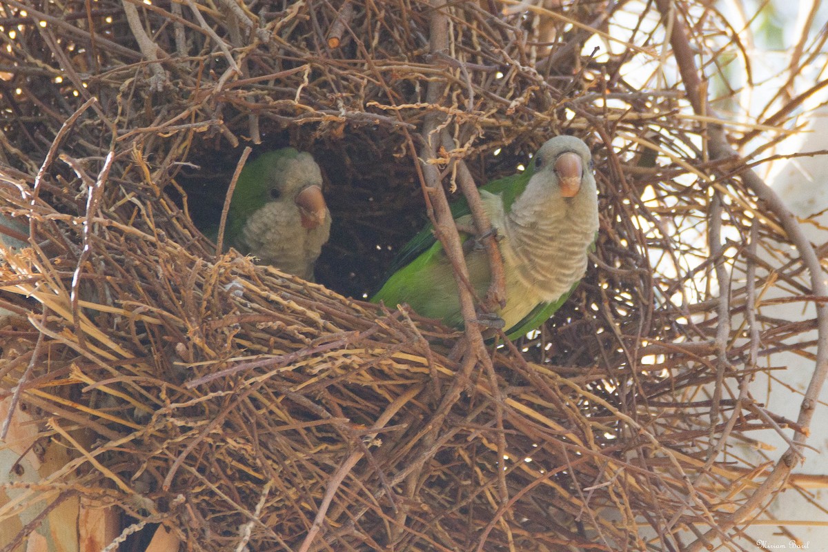 Monk Parakeet - Miriam Baril