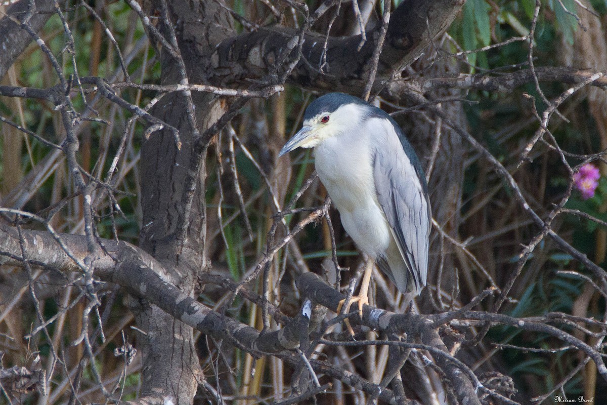 Black-crowned Night Heron - ML184895481