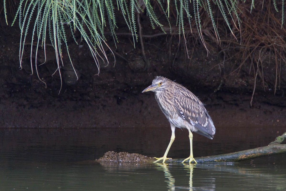 Black-crowned Night Heron - ML184895681