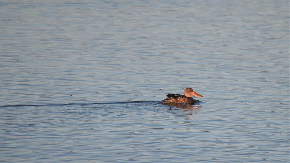 Northern Shoveler - Team Sidhu-White