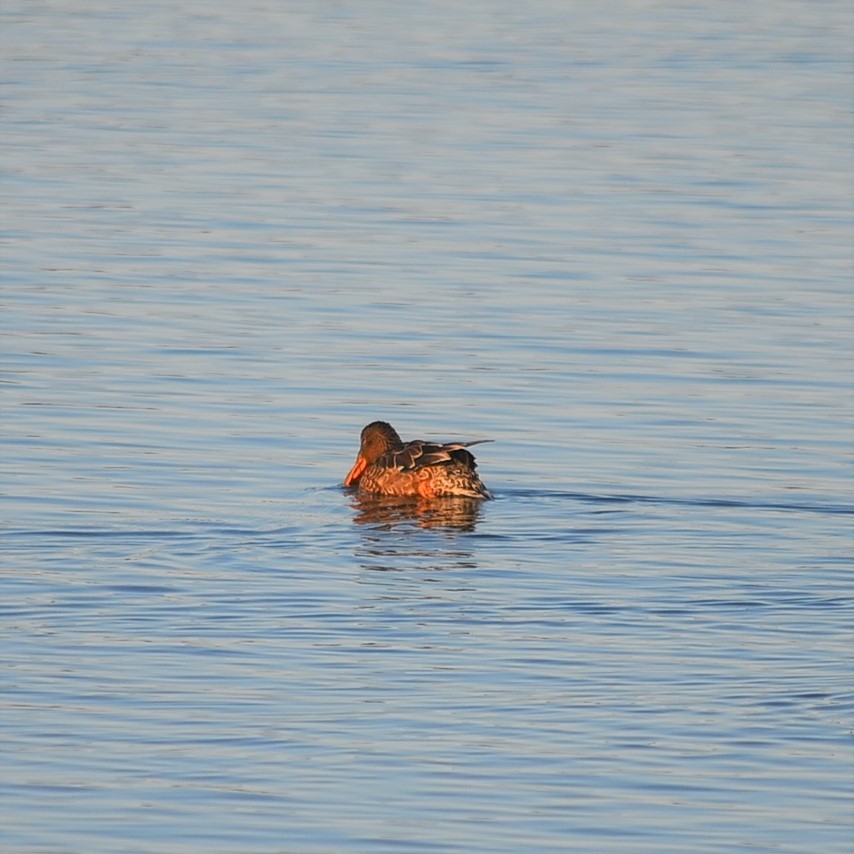 Northern Shoveler - Team Sidhu-White