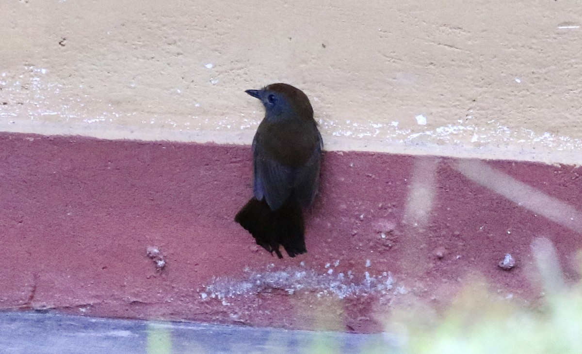 Uniform Antshrike - ML184896491