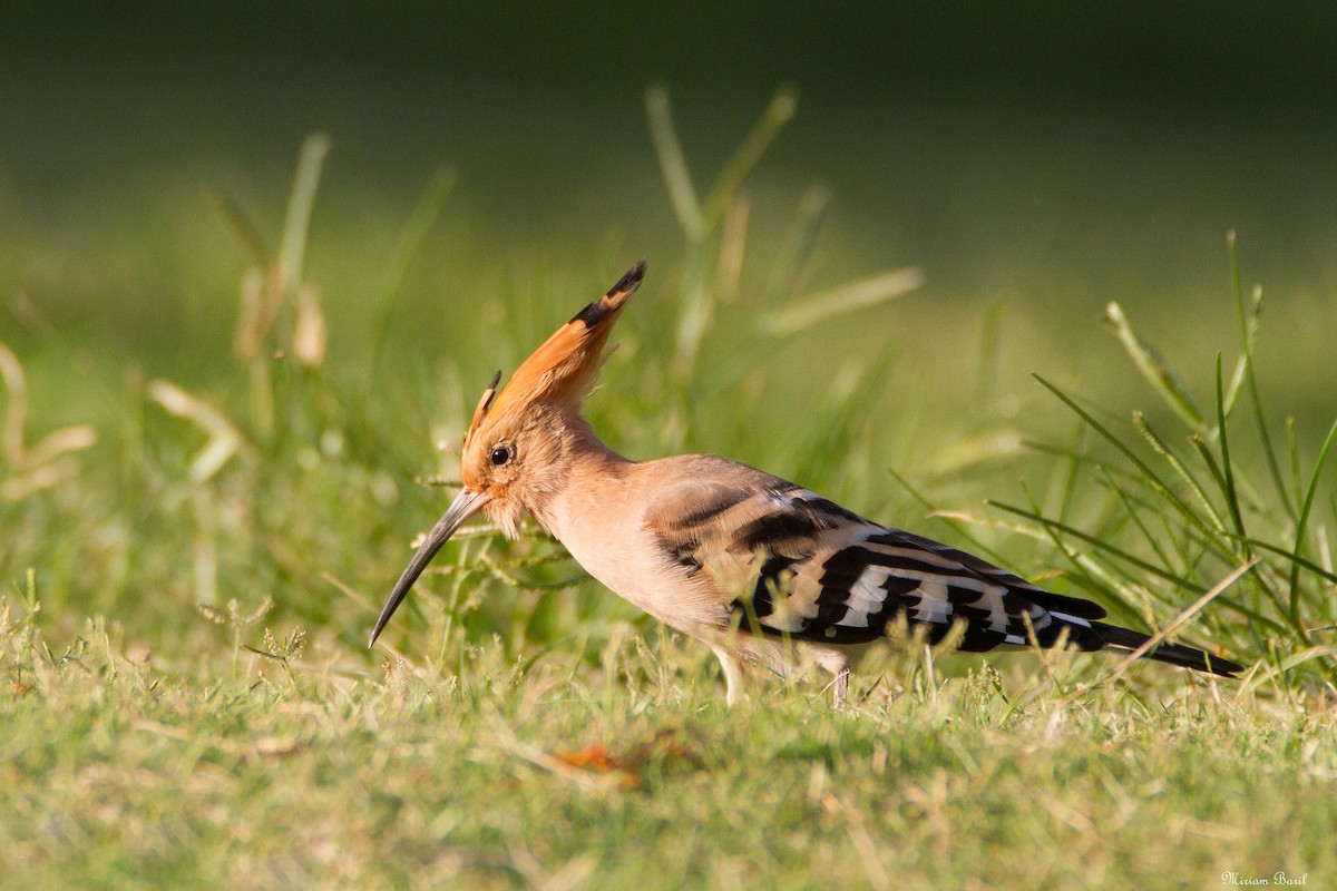 Eurasian Hoopoe - ML184897001