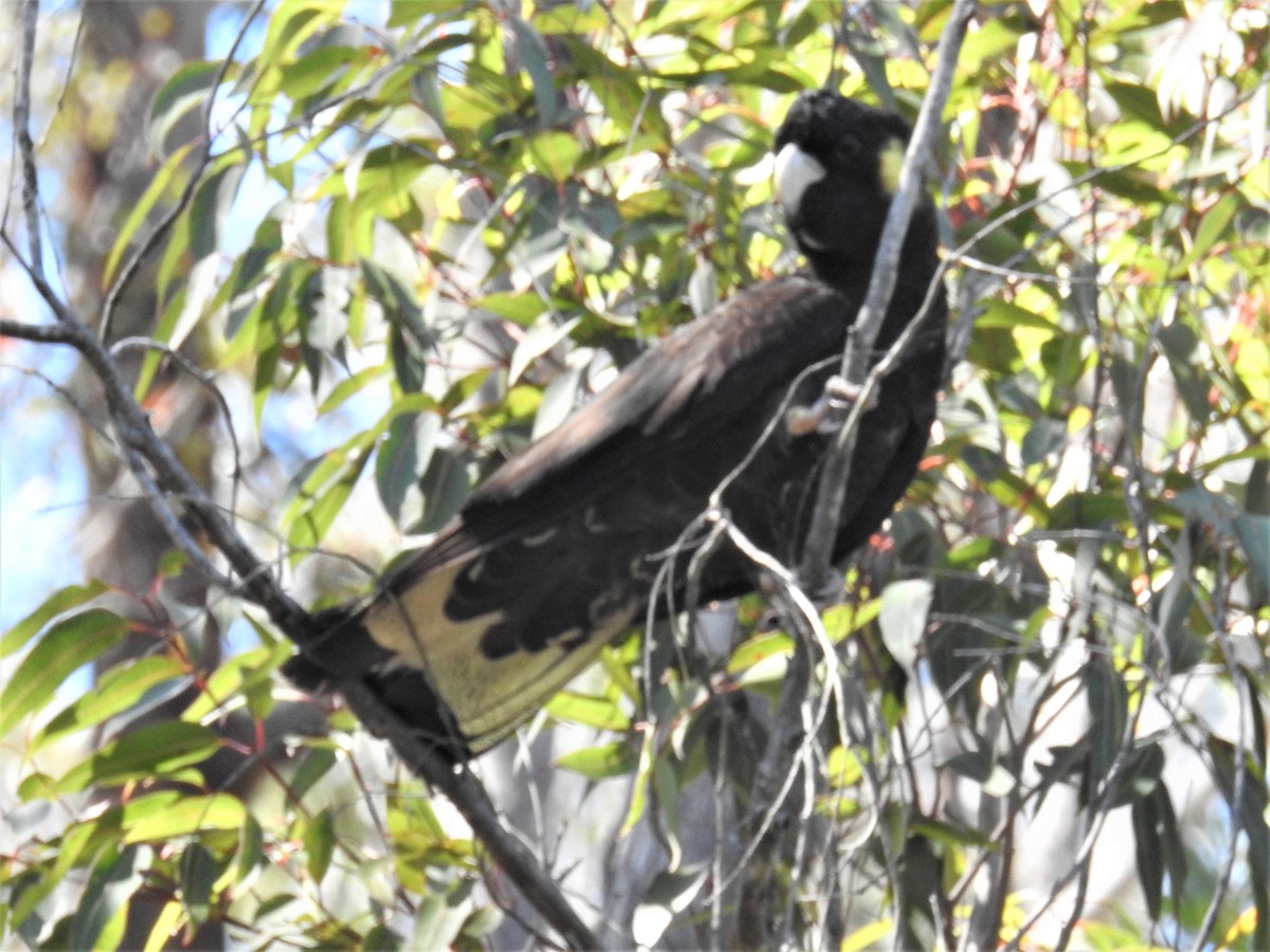 Yellow-tailed Black-Cockatoo - ML184897091
