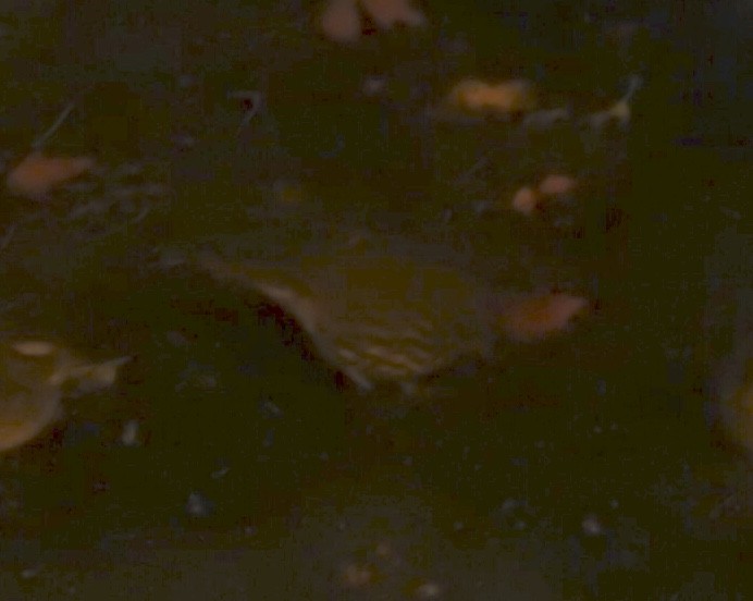 Fox Sparrow - ML184897471