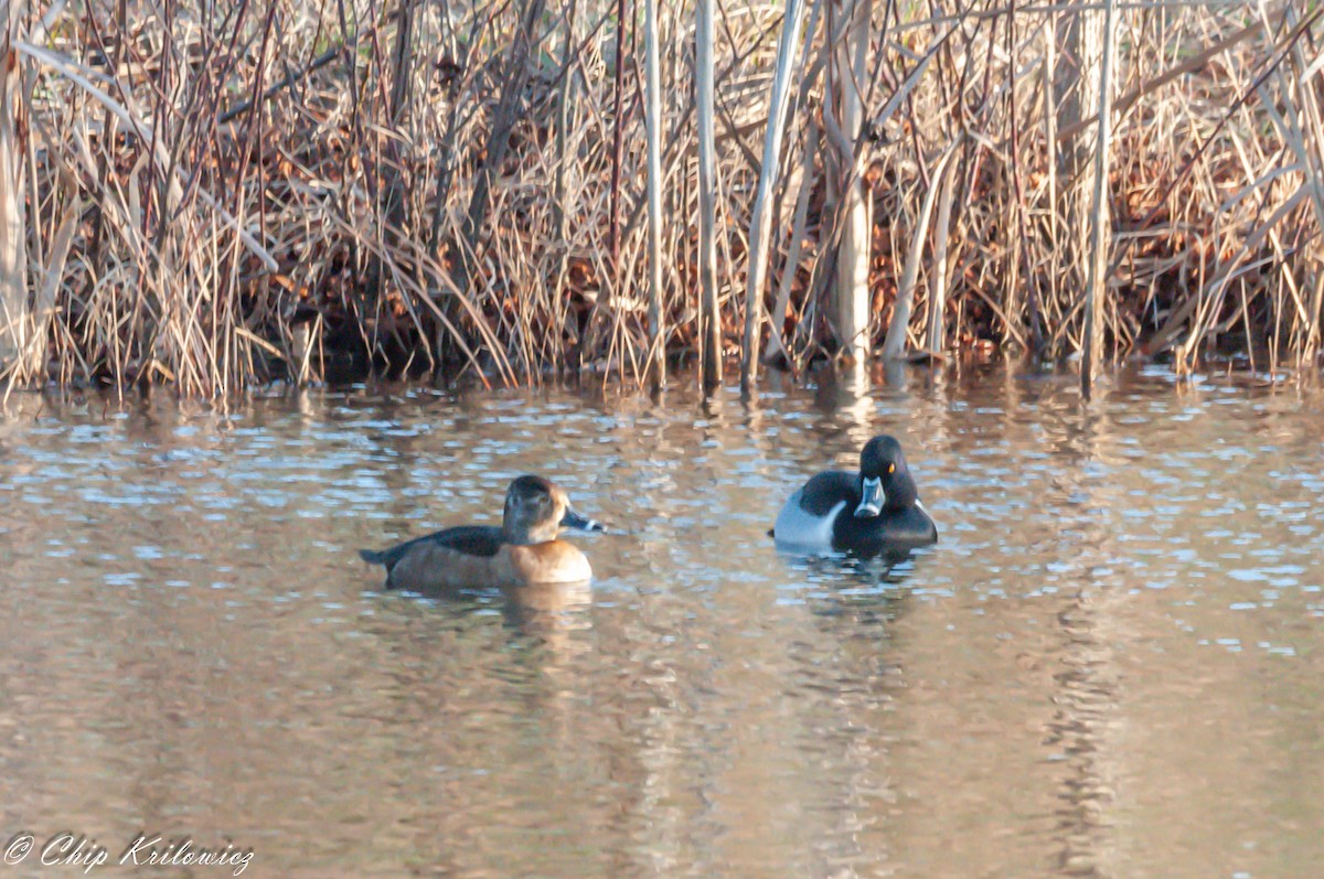 Ring-necked Duck - ML184897871